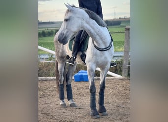PRE Mix, Gelding, 8 years, 16 hh, Grey