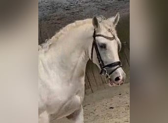 PRE Mix, Gelding, 8 years, 16 hh, Grey