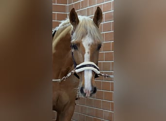 PRE Mix, Gelding, 8 years, 16 hh, Palomino
