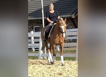 PRE Mix, Gelding, 8 years, 16 hh, Palomino