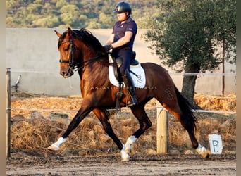 PRE Mix, Gelding, 8 years, 16,1 hh, Brown