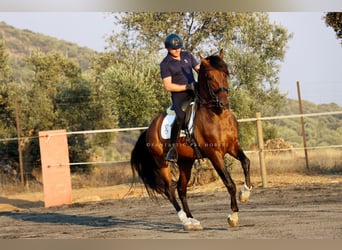 PRE Mix, Gelding, 8 years, 16,1 hh, Brown