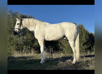 PRE Mix, Gelding, 8 years, 16,1 hh, Grey