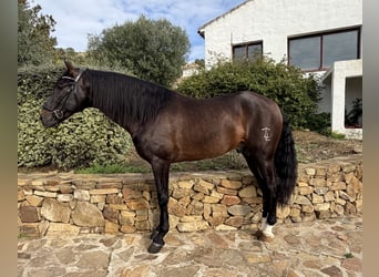 PRE Mix, Gelding, 8 years, 16,2 hh, Bay-Dark