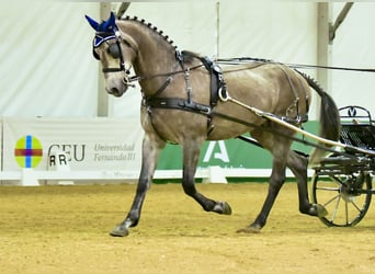 PRE Mix, Gelding, 8 years, 16,2 hh, Brown-Light