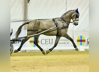 PRE Mix, Gelding, 8 years, 16,2 hh, Brown-Light