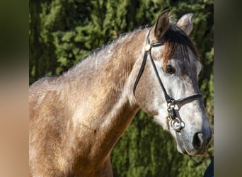 PRE Mix, Gelding, 8 years, 16,2 hh, Brown-Light