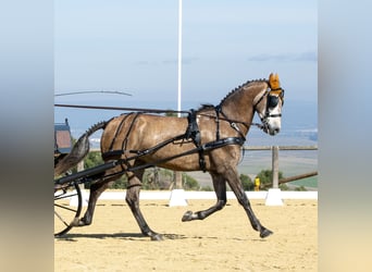 PRE Mix, Gelding, 8 years, 16,2 hh, Brown-Light