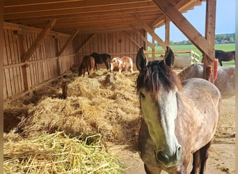 PRE Mix, Gelding, 8 years, 16,2 hh, Grey-Dapple