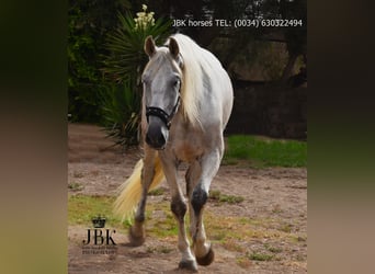 PRE Mix, Gelding, 8 years, 17,1 hh, Grey