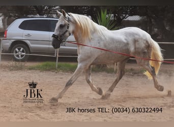 PRE Mix, Gelding, 8 years, 17,1 hh, Grey