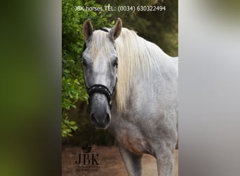 PRE Mix, Gelding, 8 years, 17,1 hh, Grey