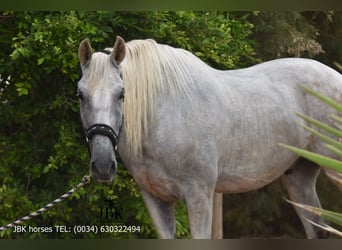 PRE Mix, Gelding, 8 years, 17,1 hh, Grey