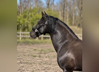 PRE Mix, Gelding, 8 years, Black