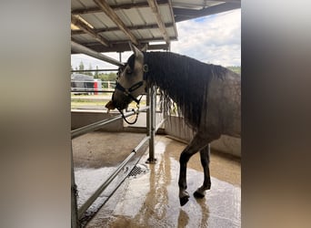PRE Mix, Gelding, 9 years, 15.1 hh, Grey