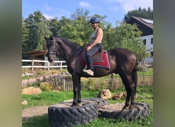 PRE Mix, Gelding, 9 years, 15.1 hh, Smoky-Black