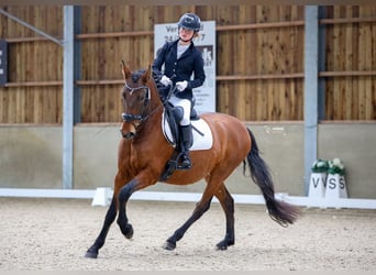 PRE Mix, Gelding, 9 years, 15.2 hh, Bay-Dark