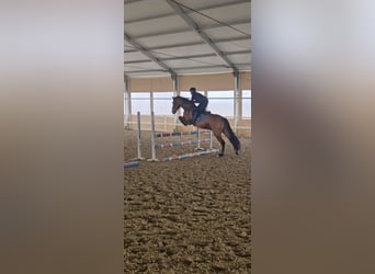 PRE, Gelding, 9 years, 15,3 hh