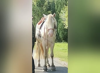 PRE, Gelding, 9 years, 15,2 hh, Perlino