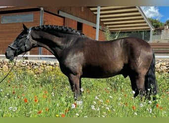 PRE Mix, Gelding, 9 years, 16,1 hh, Black