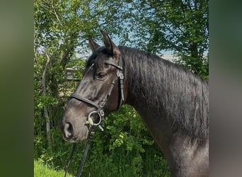 PRE, Gelding, 9 years, 16.1 hh, Black