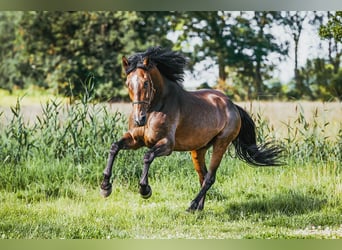 PRE Mix, Gelding, 9 years, 16,1 hh, Brown