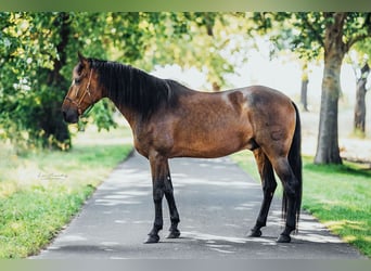 PRE Mix, Gelding, 9 years, 16,1 hh, Brown