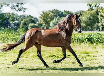 PRE Mix, Gelding, 9 years, 16,1 hh, Brown