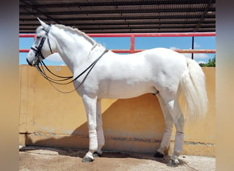 PRE, Gelding, 9 years, 16.1 hh, Gray