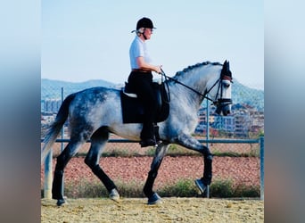PRE, Gelding, 9 years, 16.1 hh, Grey-Dapple