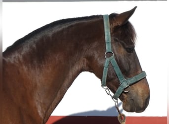 PRE Mix, Gelding, 9 years, 16 hh, Bay-Dark