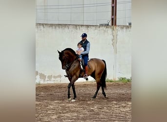 PRE Mix, Gelding, 9 years, 16 hh, Brown