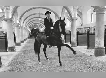 PRE Mix, Gelding, 9 years, 16 hh, Brown