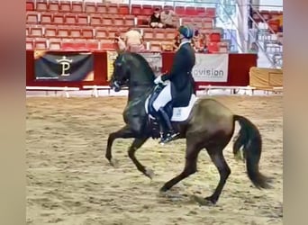 PRE Mix, Gelding, 9 years, 16 hh, Brown