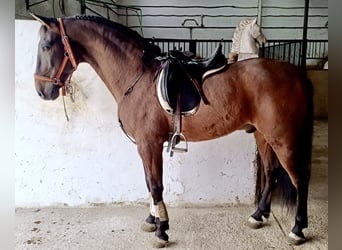 PRE Mix, Gelding, 9 years, 16 hh, Brown