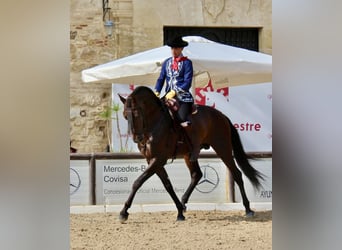 PRE Mix, Gelding, 9 years, 16 hh, Brown