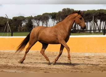 PRE Mix, Gelding, 9 years, 16 hh, Chestnut-Red