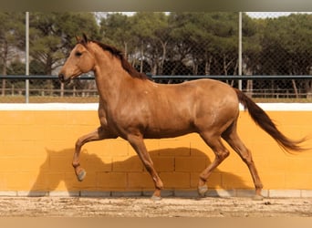 PRE Mix, Gelding, 9 years, 16 hh, Chestnut-Red