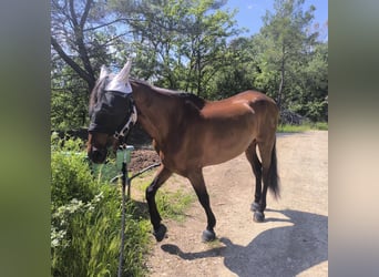 PRE Mix, Gelding, 9 years, 16 hh, Chestnut-Red