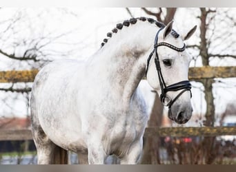 PRE Mix, Gelding, 9 years, 16 hh, Gray