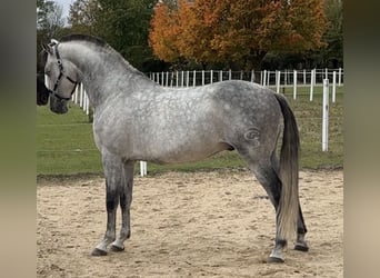 PRE, Gelding, 9 years, 16 hh, Grey-Dark-Tan