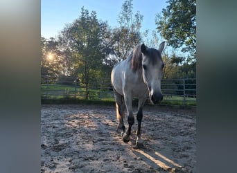 PRE Mix, Gelding, 9 years, 16 hh, Grey