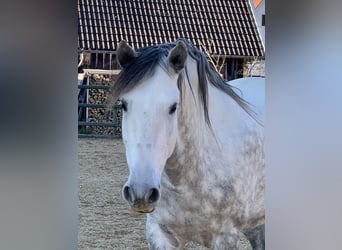 PRE Mix, Gelding, 9 years, 16,1 hh, Gray