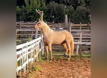 PRE Mix, Gelding, 9 years, 16,2 hh, Palomino