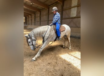 PRE Mix, Gelding, 9 years, 16,3 hh, Grey
