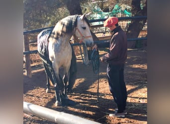 PRE Mix, Giumenta, 10 Anni, 155 cm, Grigio