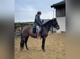 PRE, Giumenta, 10 Anni, 157 cm, Baio