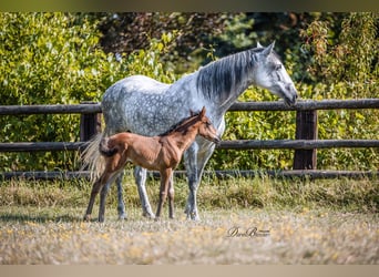 PRE, Giumenta, 10 Anni, 160 cm, Grigio pezzato