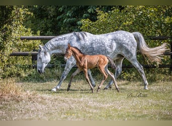 PRE, Giumenta, 10 Anni, 160 cm, Grigio pezzato