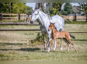 PRE, Giumenta, 10 Anni, 160 cm, Grigio pezzato
